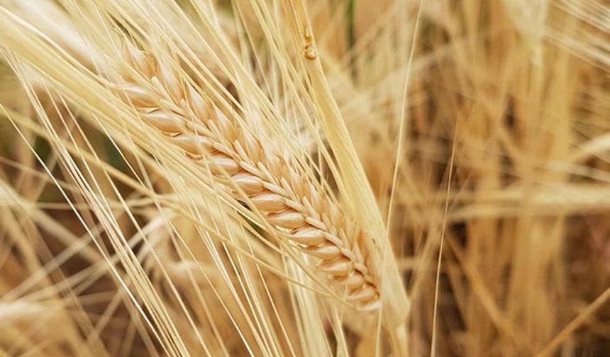 Şanlıurfa'da desteklenecek tarım ürünleri belli oldu