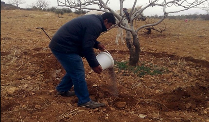 Siirt Fıstığı gübrelemesi nasıl yapılıyor?