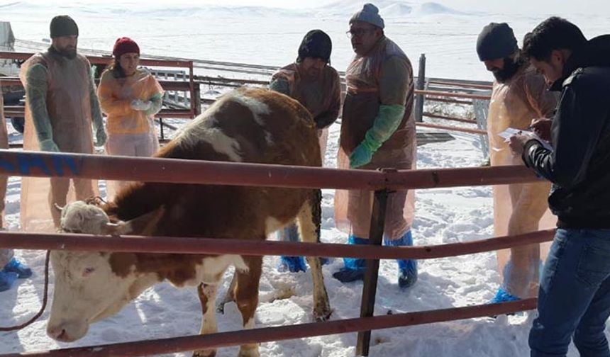 Bakanlık onaylı suni tohumlama kursu