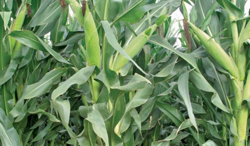 Çiftçiye silajlık mısır tohumu dağıtıldı