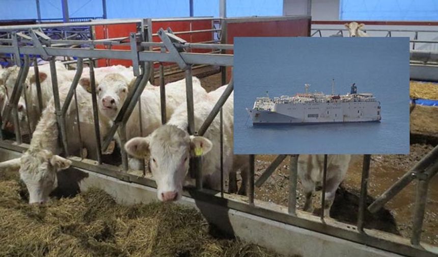 Brezilya'dan Şanlıurfa'ya büyük hayvan sevkiyatı! Hani ithalat yasaktı!