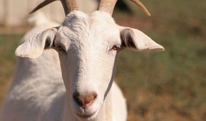 Küçükbaş hayvan varlığı sayısı arttı