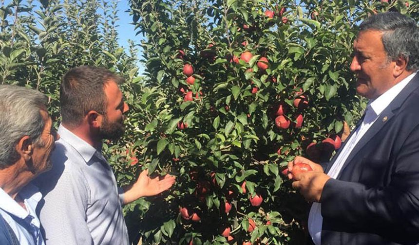 Misket elmasına havza bazlı destek yok!