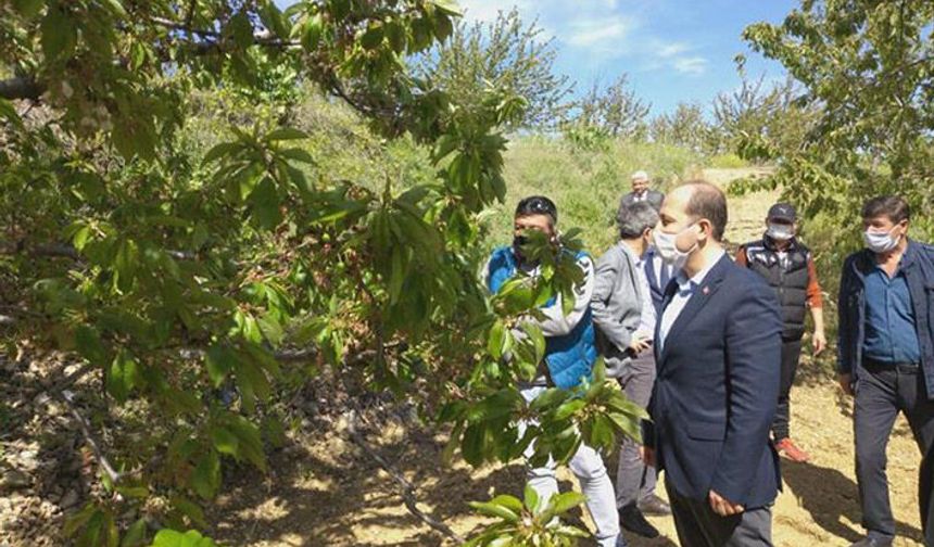 Tarım İl Müdürü kiraz bahçelerini denetledi