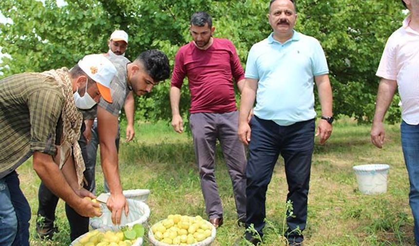 Doğu'nun Çukurovasında Şalak kayısısı hasadı başladı