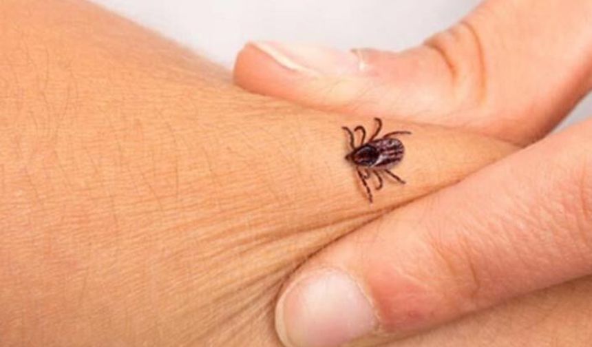 Tarım İl Müdüründen kene uyarısı: Risk yüksek!