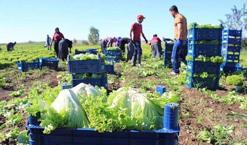 Tarım işçilerine bunu layık gördüler: Yemeksiz 52 lira yevmiye!