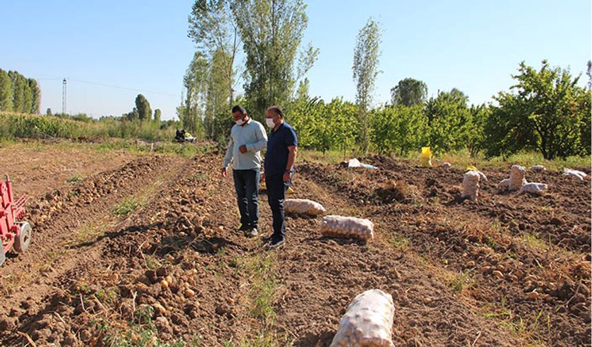 Iğdır'da deneme amaçlı ekilen patatesten olumlu sonuç alındı
