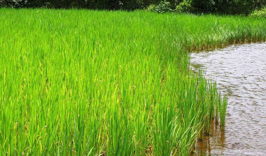 Tarım İl Müdürlüğü'nden şap ve çeltik yanıklık hastalığına karşı uyarı!