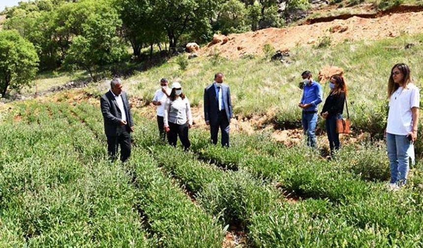 Mardin'de ilk defa adaçayı hasadı yapıldı