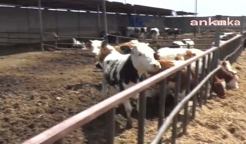 Niğdeli besici: Eskiden yem kalitesi arardık şimdi kim ucuz ondan alıyoruz!