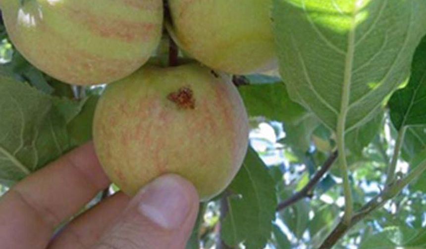 Tarım il müdürlüğünden elma iç kurdu için ilaçlama ilanı