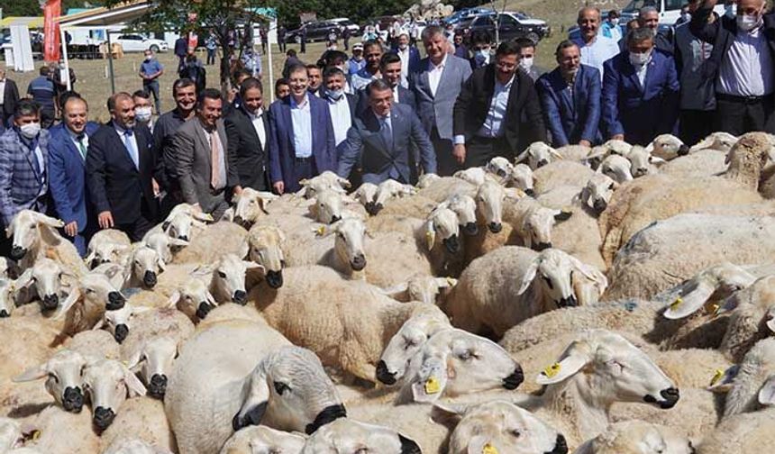 Tokat'ta 785 çiftçiye 70 bin koyun teslim edildi