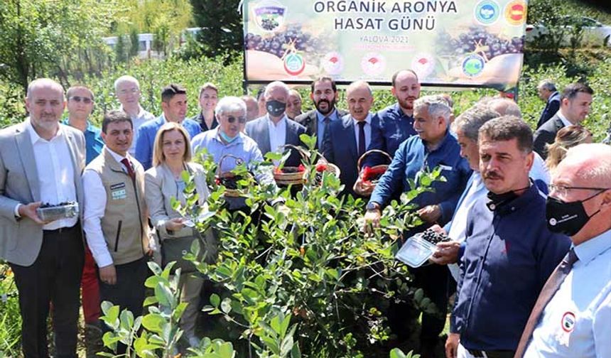 Yalova'nın 24 ayar altınına kardeş geldi! Organik sertifikalı coğrafi işaretli ilk Aronya hasadı yapıldı