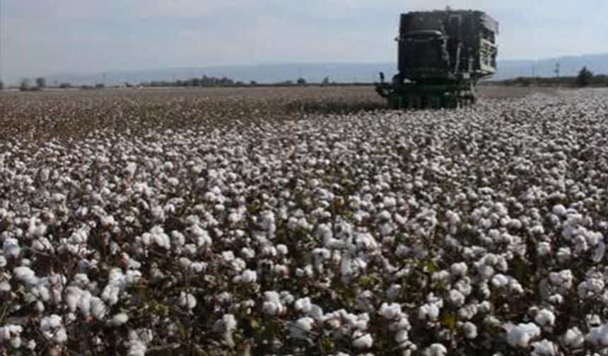 'Allah şu pamuğun parasını yemeyi herkese nasip etsin!' Aydın'da pamuk sevinci!