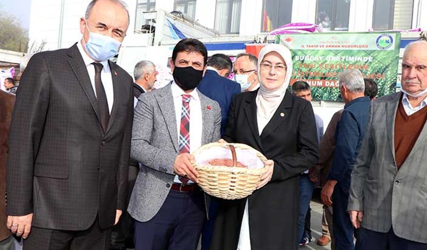 Adelaide buğday çeşidinde dekara 600-650 kg verim alındı! Çiftçiye 40 ton tohum dağıtıldı!