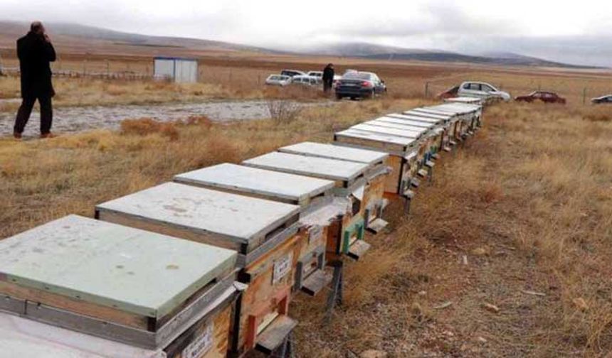 Anadolu Arı Islahı Projesi Kırşehir'in umudu oldu