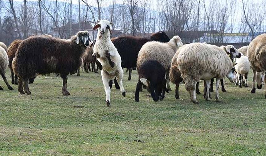 Koyun projesi Tokat'ta tuttu! 2 yılda 80 bin koyun dağıtıldı!
