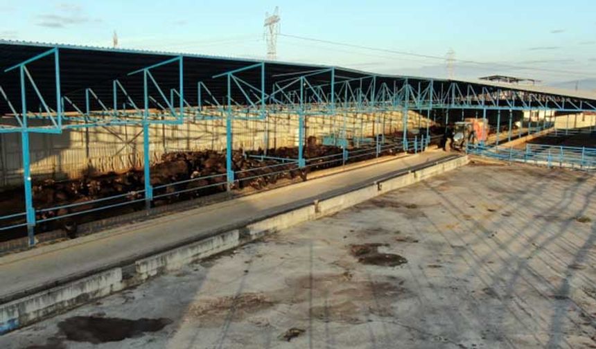 Sakarya'da manda üreticilerine dev tesis!