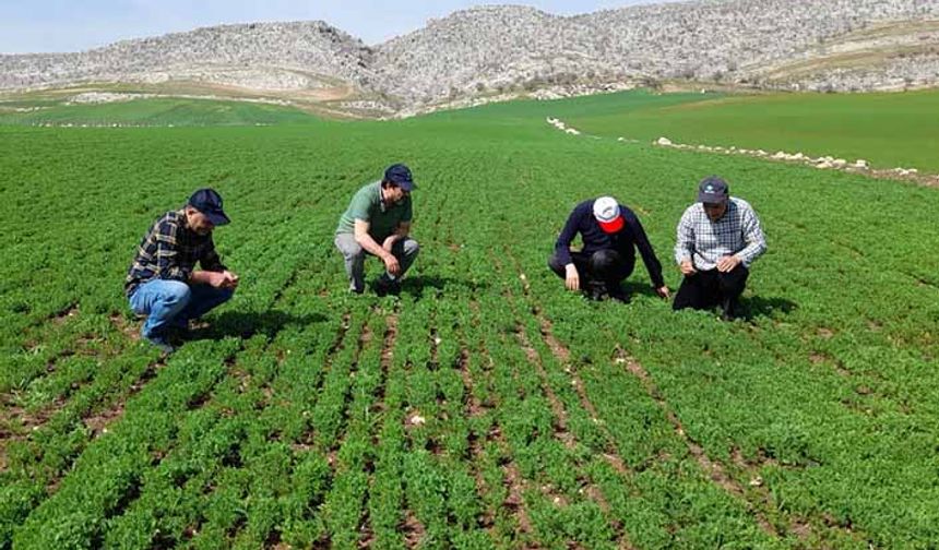 Diyarbakır'da buğdayın düşmanı süneye karşı çalışma başlatıldı!