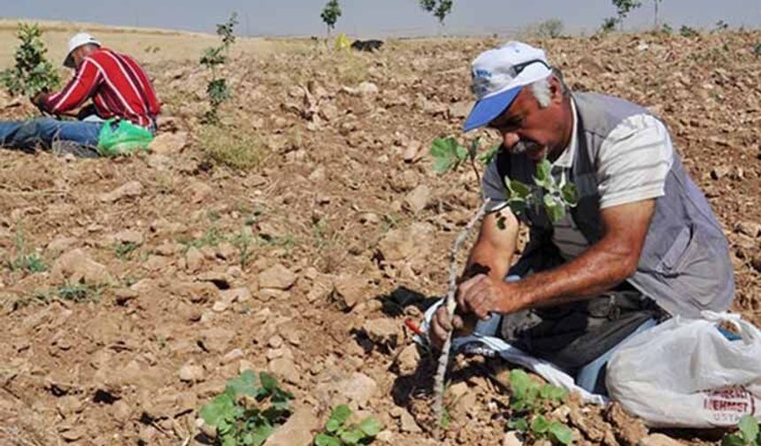 Tarım İl Müdürü açıkladı: Çiftçi borçları ertelendi