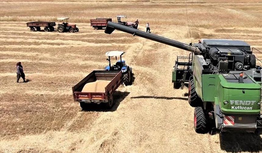 Antalya'da buğday hasadı buruk başladı! Çiftçi ÖTV'siz mazot istiyor!