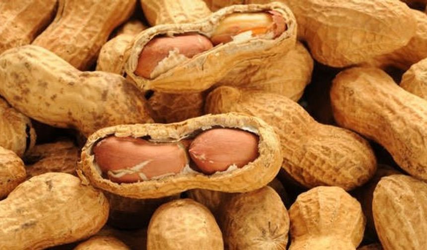 Osmaniye yerfıstığı kalitesi için harekete geçiyor