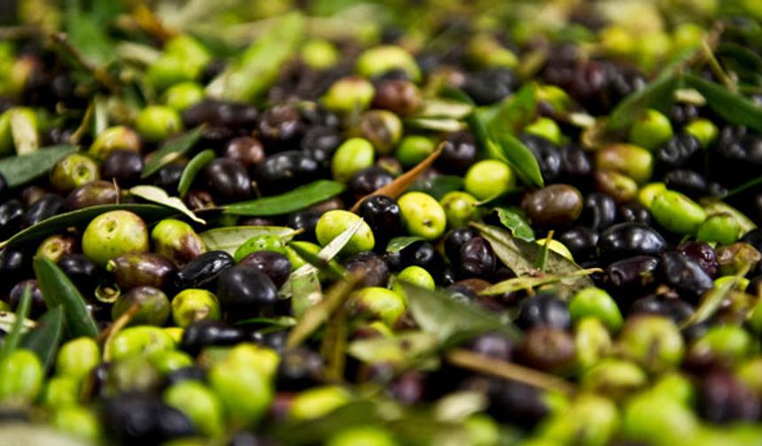 Bilinçli hasatla daha fazla ürün elde ettiler