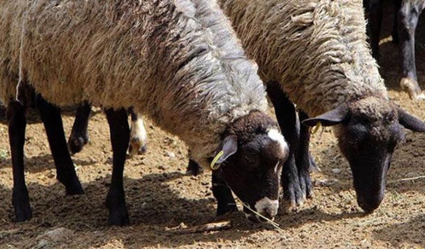 Eşme koyunu yaygınlaşırsa et açığı azalır!