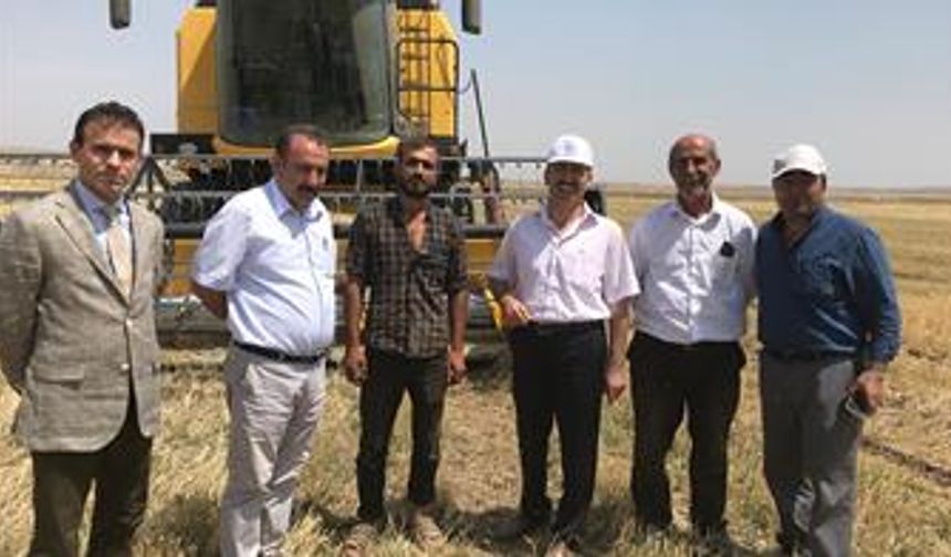 Kars’ta Ketencik bitki hasadı yapıldı