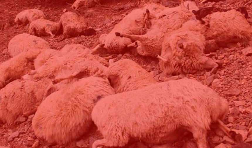 Gizemli hayvan ölümleri hakkında açıklama