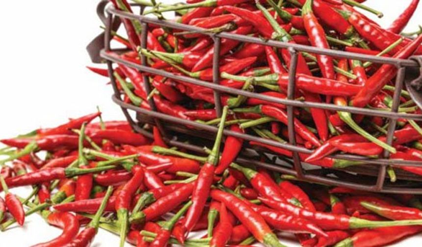 Maraş Biberi bölgeye 800 milyon lira değer katıyor!