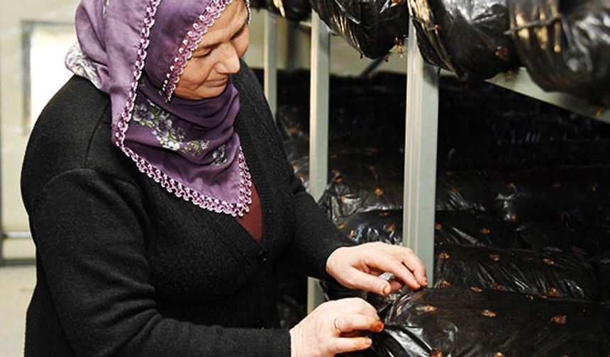 Çiftçiye alternatif üretim desteği