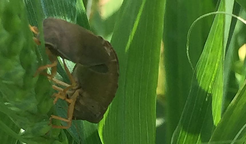 Tunceli’de süne mücadelesi