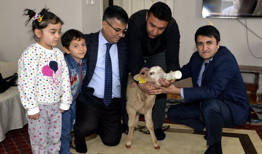 Buzağıya çocuğu gibi bakıyor