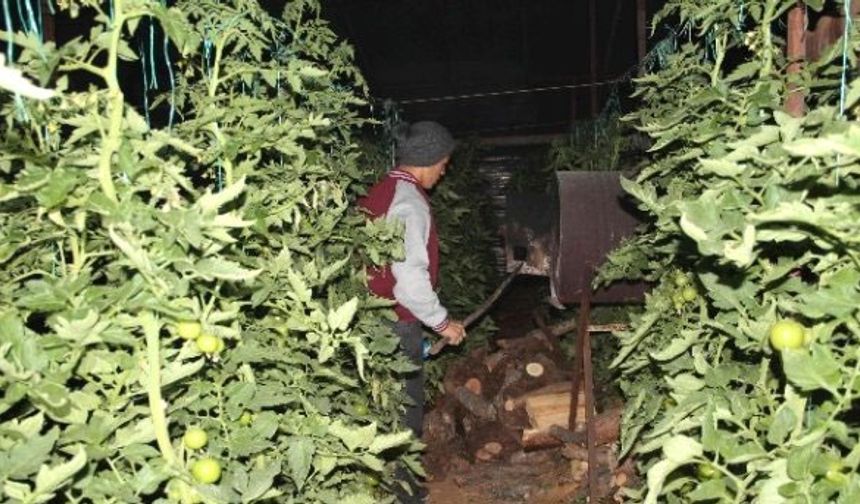 Üretici don nöbetinde