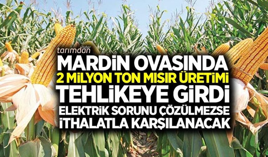 Mardin ovasında elektrik sorunundan dolayı 2 milyon ton mısır tehlikeye girdi!