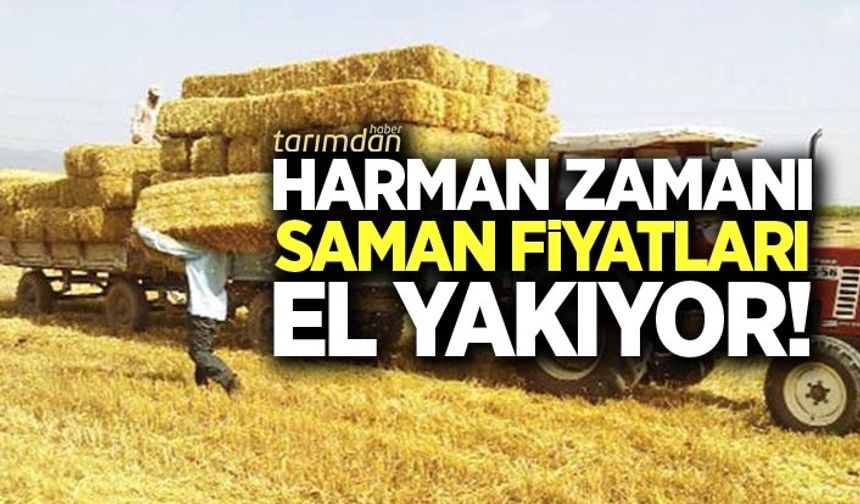 Harman zamanı saman fiyatları el yakıyor!