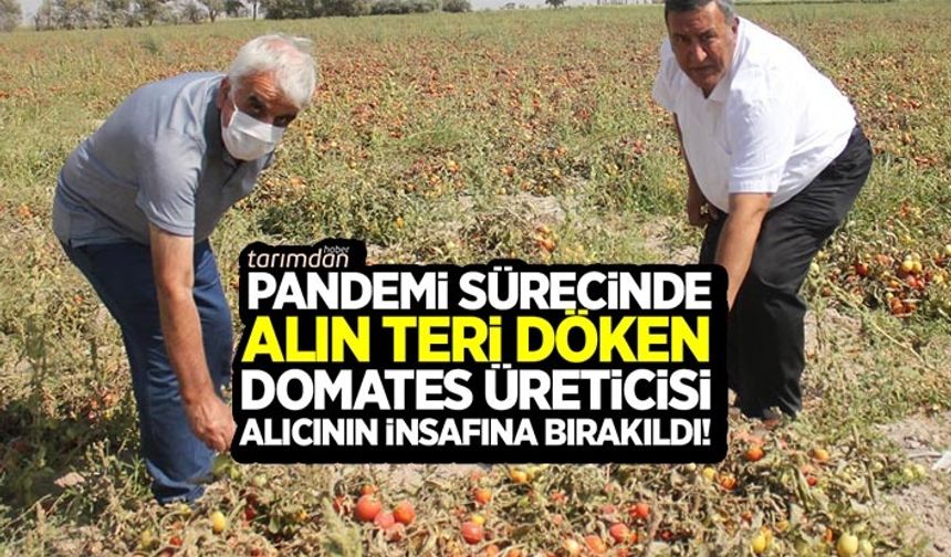 Pandemi sürecinde alın teri döken domates üreticisi alıcının insafına bırakıldı!