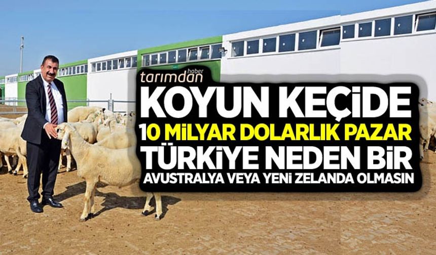 Küçükbaş hayvancılık: Koyun keçide 10 milyar dolarlık pazardan yararlanmalıyız