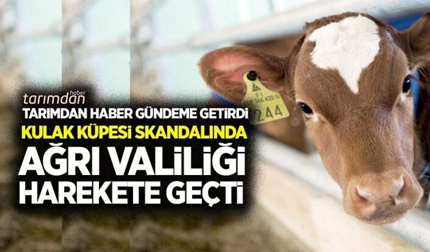 Tarımdan Haber gündeme getirdi kulak küpesi skandalında Ağrı Valiliği harekete geçti