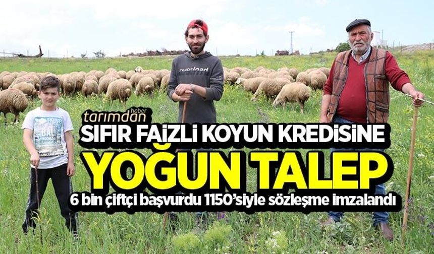 Sıfır faizli koyun kredisine yoğun talep: Tokat’ta 1150 çiftçiyle sözleşme imzalandı