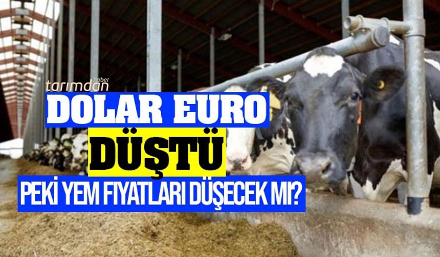 Yem fiyatları düşecek mi? 