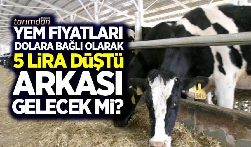Yem fiyatları dolara bağlı olarak 5 lira düştü arkası gelecek mi? 
