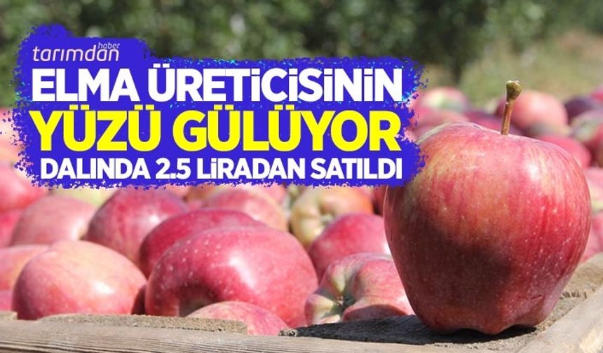 Isparta'da elma üreticisinin yüzü gülüyor dalında 2.5 liradan satıldı