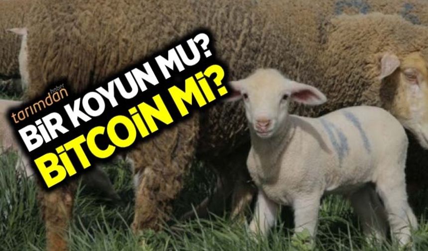 Bir koyun mu? Bitcoin mi?