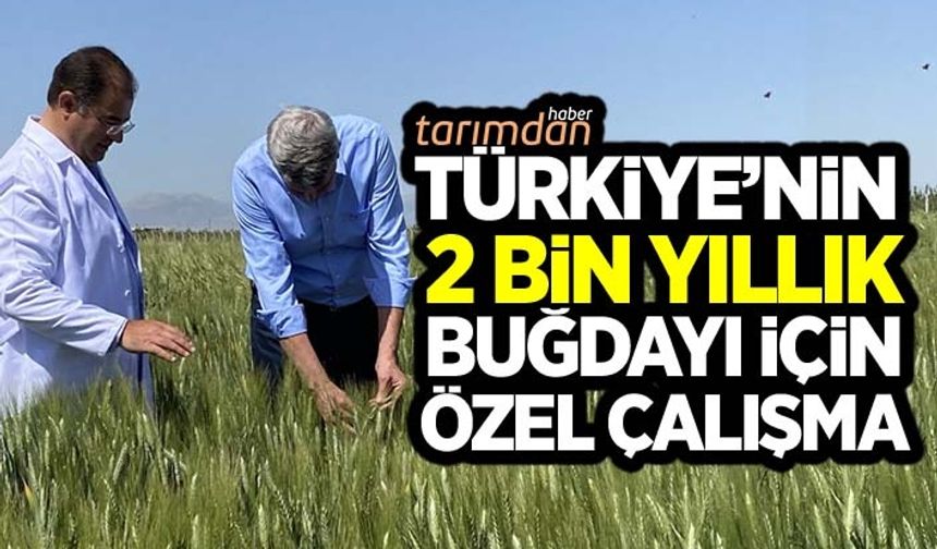 Türkiye'nin 2 bin yıllık yerli buğdayı için özel çalışma