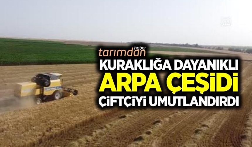 Kuraklığa dayanıklı arpa çeşidi çiftçiyi sevindirdi
