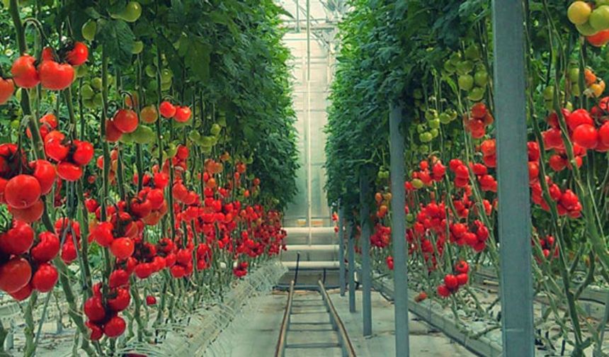 Jeotermalli domatesler yok satıyor