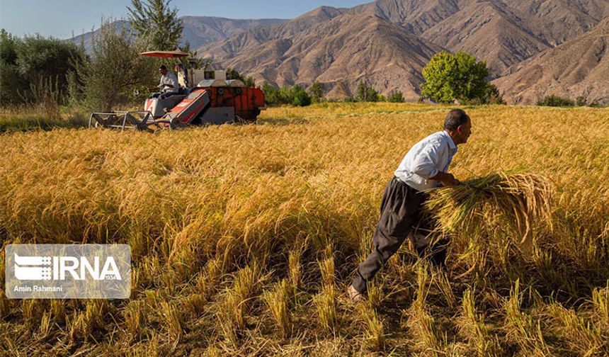 İran'da tahıl üretimi yüzde 13.5 artarak 20 milyon tonu geçmesi bekleniyor!